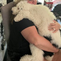 Sheepadoodle Puppies from Narrow Path Puppies