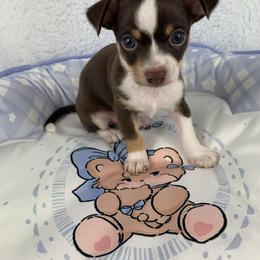 Arrow - Chocolate and white male Chihuahua puppy in Sugar Grove, Virginia from Kim's Chi babies from Place of Grace