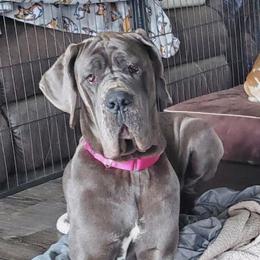Z - Great Dane