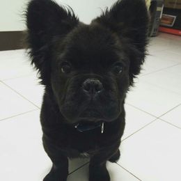 Stella - French Bulldog