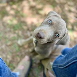 Catahoula Leopard Dog Puppies from Sheepcote Farm Catahoula’s