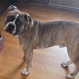 Boy 3 - male Olde English Bulldogge puppy in Wheeler, Michigan from Haase Family Kennels
