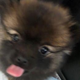 Nova Wolf - Wolf sable female Pomeranian puppy in El Centro, California from BabyBooPoms