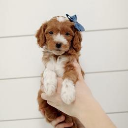 Rex - Red  male Goldendoodle puppy in Rio Linda, California from GoldendoodlePaw
