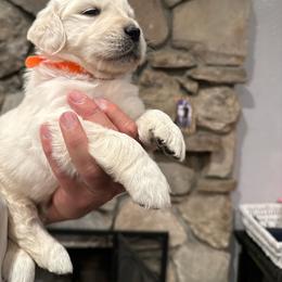 Magic dreams - Light golden male Golden Retriever puppy in Baldwin Park, California from Mountain Valley Retrievers