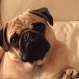 Pugs from Grace's Pugs