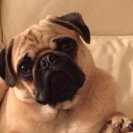 Pugs from Grace's Pugs