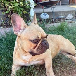 Queen - French Bulldog