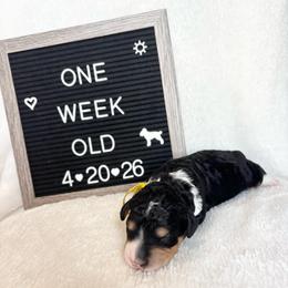 Nemo - Tri-color male Bernedoodle puppy in Sparrows Point, Maryland from Rosie’s Puppies