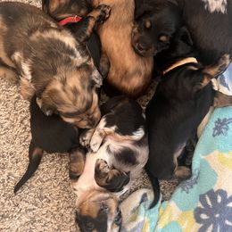 Dachshund Puppies from Royalty Grove Dachshunds