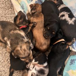 Dachshund Puppies from Royalty Grove Dachshunds