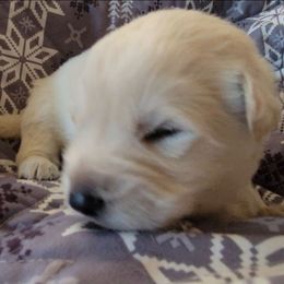 Tan - White male German Shepherd puppy in Pahrump, Nevada from Rayler Kennels