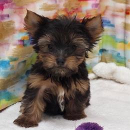 Henry TEACUP - Black and tan male Yorkshire Terrier puppy in Monticello, Iowa from Ashley’s Puppies