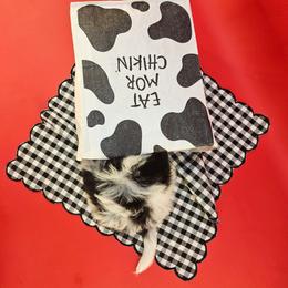 Annabelle - Black and white female Bernedoodle puppy in Mckinney, Texas from M2 Bernedoodles
