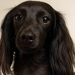 Raven - Dachshund
