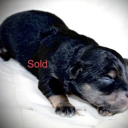 Trixy - Toy Australian Shepherd puppy in Love County, Oklahoma from 6C Aussies