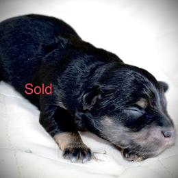 Trixy - Toy Australian Shepherd puppy in Love County, Oklahoma from 6C Aussies