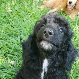 Poodle Puppies from Angel's Star Poodles