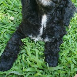 Poodle Puppies from Angel's Star Poodles