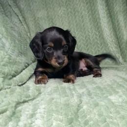 Kepler - Black and tan male Dachshund puppy in Richmond, Virginia from Paw Prints