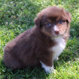 Tessa - Red tri-color female Australian Shepherd puppy in Kansas, Oklahoma from Windy G Farm
