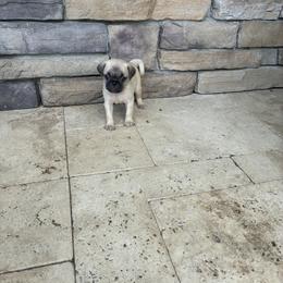 Boy 4 - Fawn male Pug puppy in Brooksville, Florida from Windsorsprings