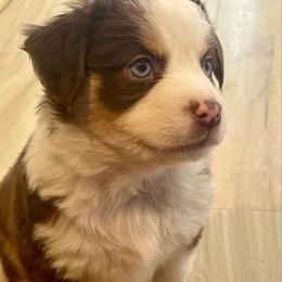 Autumn Breeze - Red tri female Miniature Australian Shepherd puppy in Somerset, Kentucky from Natural Life Ranch