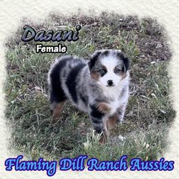 Dasani - Blue merle female Miniature Australian Shepherd puppy in Forestburg, Texas from Flaming Dill Ranch Aussies