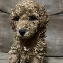 Poodle Puppies from Blessed Acres Miniature Poodles