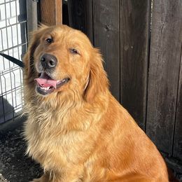 German Shepherds and Golden Retrievers from 11 Oaks Kennels