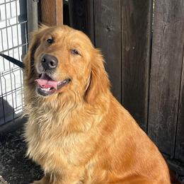 German Shepherds and Golden Retrievers from 11 Oaks Kennels