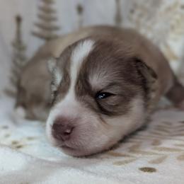Heath - Red and white male Siberian Husky puppy in Coshocton, Ohio from Wyant Farms