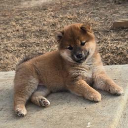 Mizuki - Red female Shiba Inu puppy in Marianna, Florida from Diwasou