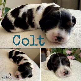 Colt - AKC - Silky - Black and tan male Dachshund puppy in Kemp, Texas from Koli Acres