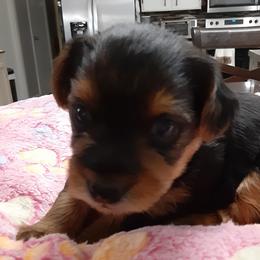 Ella Rose - Black and tan female Yorkshire Terrier puppy in Gurley, Alabama from Rhondas yorkies