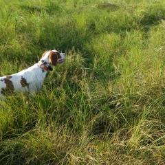 Brittanys, French Brittanys, and Labrador Retrievers from Wolf River Kennels