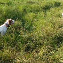 Brittanys, French Brittanys, and Labrador Retrievers from Wolf River Kennels