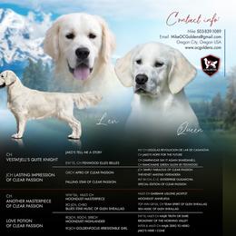 Girl 2 - female Golden Retriever puppy in Oregon City, Oregon from OC Goldens