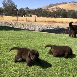 American Eskimo Dog, Newfoundland, and Siberian Husky Puppies from Blossom Trail Kennel