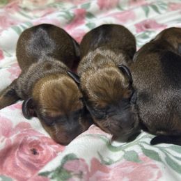 Dachshund Puppies from Harper’s Waggin Winnie’s