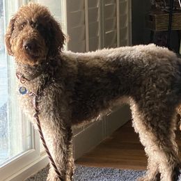 Labradoodles from Glory Labradoodle’s