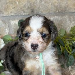 Aussiedoodle Puppies from Doodles by Dada