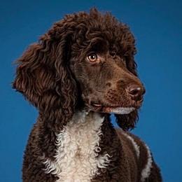 Cita - Poodle
