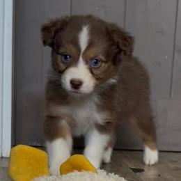 Basil - Red tri-color male Australian Shepherd puppy in Hemet, California from Perfect Companion Aussie's