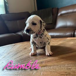 Rumble - LUA - White and black female Dalmatian puppy in Mount Vernon, Missouri from Spots & Spirals