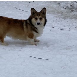 Pembroke Welsh Corgi and Poodle Puppies from Blue Diamond Kennel