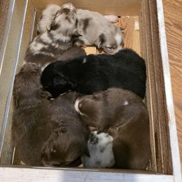 Australian Shepherd Puppies from WildBloom Australian Shepherds