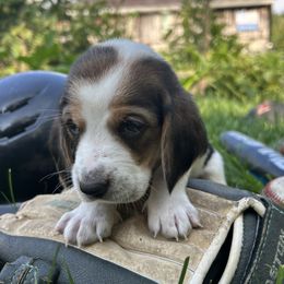 Baby grey - Black brown and white male Basset Hound puppy in Meyersdale, Pennsylvania from Susan's Basset Hounds