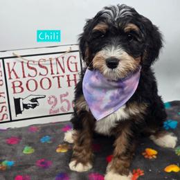 Chili - Tri-color female Bernedoodle puppy in Neillsville, Wisconsin from Granton Creek