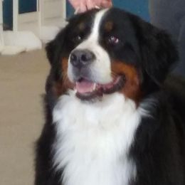 Bernese Mountain Dogs from Coolbear Bernese Mountain Dogs